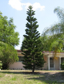 araucaria-heterophylla-norfolk-island-pine-araucaria-excelsa