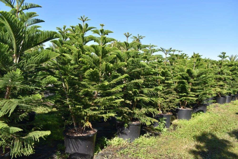 araucaria-heterophylla-norfolk-island-pine-araucaria-excelsa