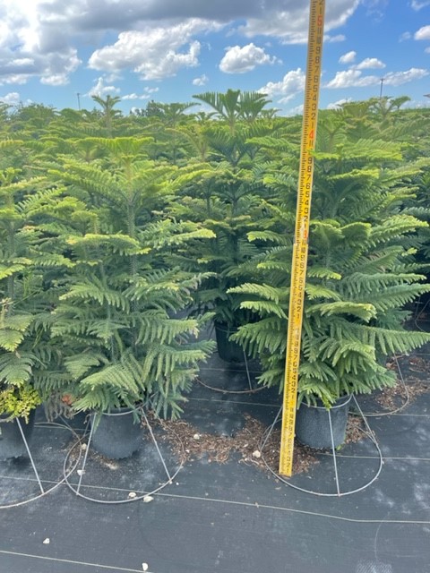 araucaria-heterophylla-norfolk-island-pine-araucaria-excelsa