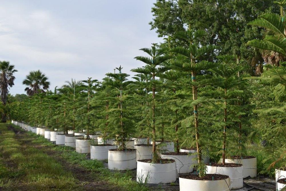 araucaria-heterophylla-norfolk-island-pine-araucaria-excelsa
