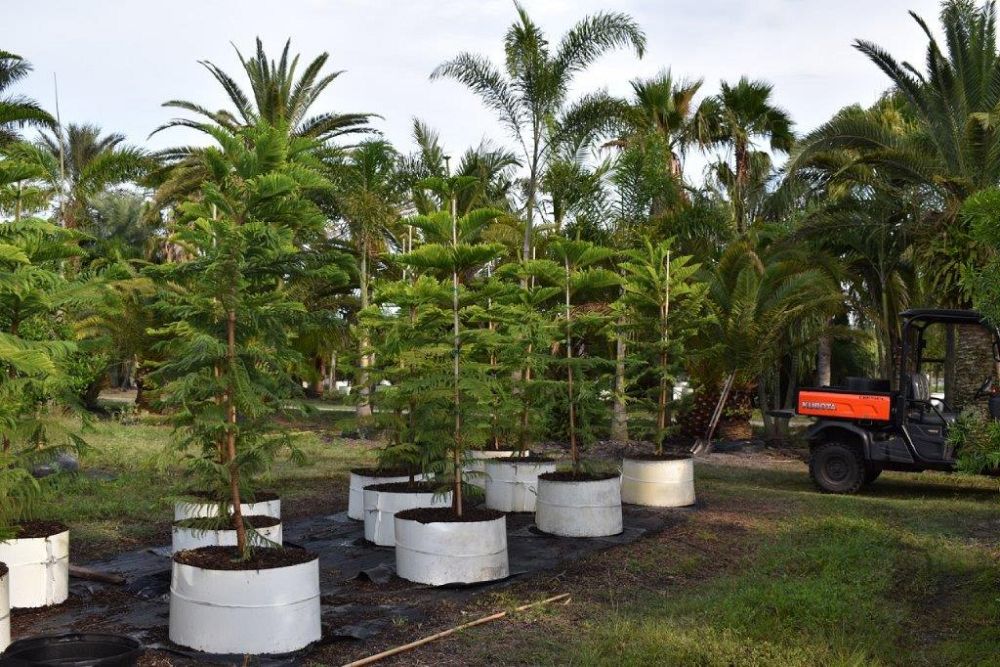 araucaria-heterophylla-norfolk-island-pine-araucaria-excelsa