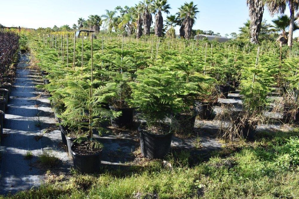 araucaria-heterophylla-norfolk-island-pine-araucaria-excelsa