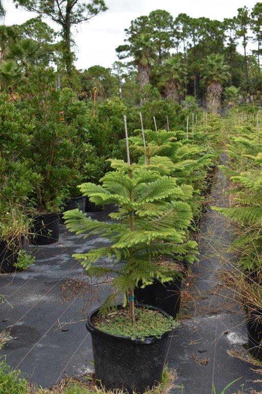araucaria-heterophylla-norfolk-island-pine-araucaria-excelsa
