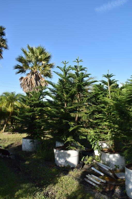 araucaria-heterophylla-norfolk-island-pine-araucaria-excelsa