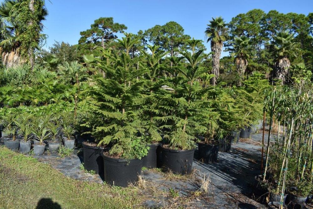 araucaria-heterophylla-norfolk-island-pine-araucaria-excelsa