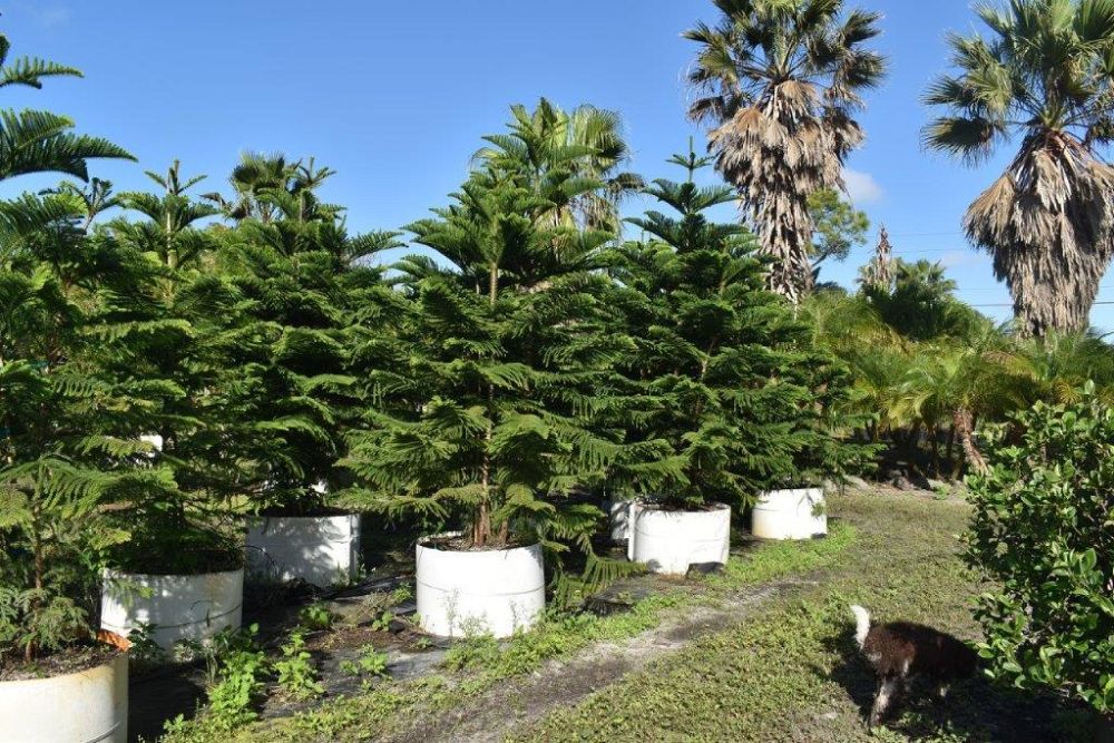 araucaria-heterophylla-norfolk-island-pine-araucaria-excelsa
