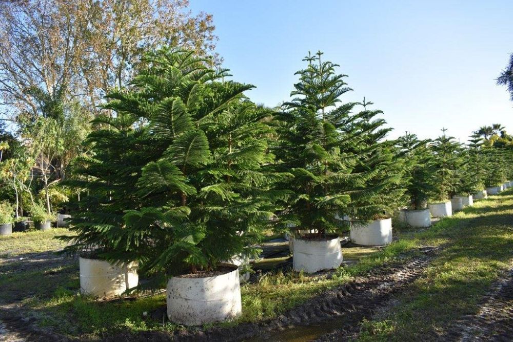 araucaria-heterophylla-norfolk-island-pine-araucaria-excelsa