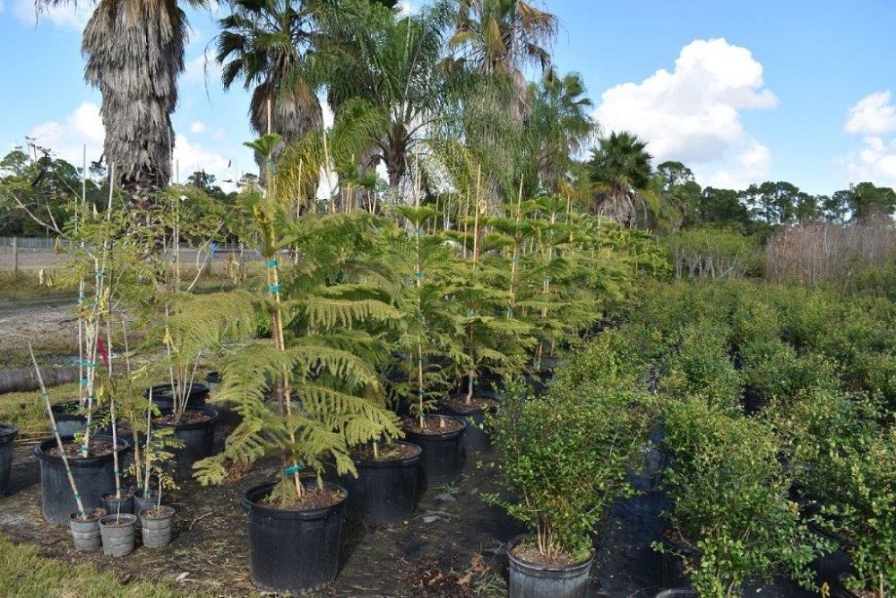 araucaria-heterophylla-norfolk-island-pine-araucaria-excelsa