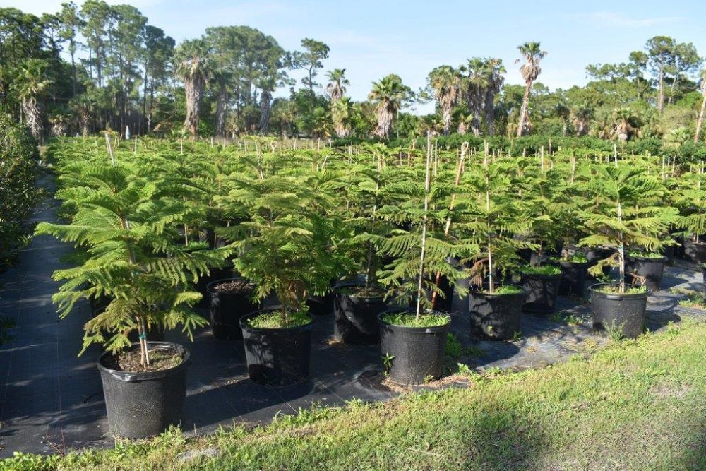araucaria-heterophylla-norfolk-island-pine-araucaria-excelsa