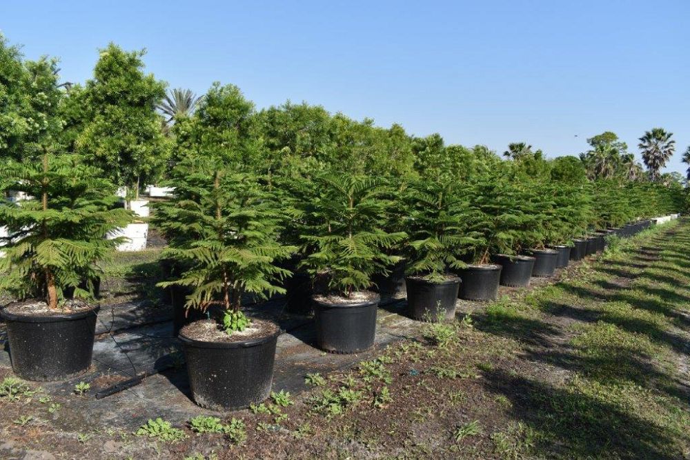 araucaria-heterophylla-norfolk-island-pine-araucaria-excelsa