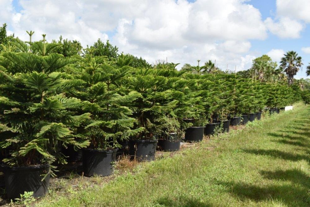 araucaria-heterophylla-norfolk-island-pine-araucaria-excelsa
