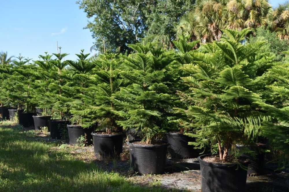 araucaria-heterophylla-norfolk-island-pine-araucaria-excelsa