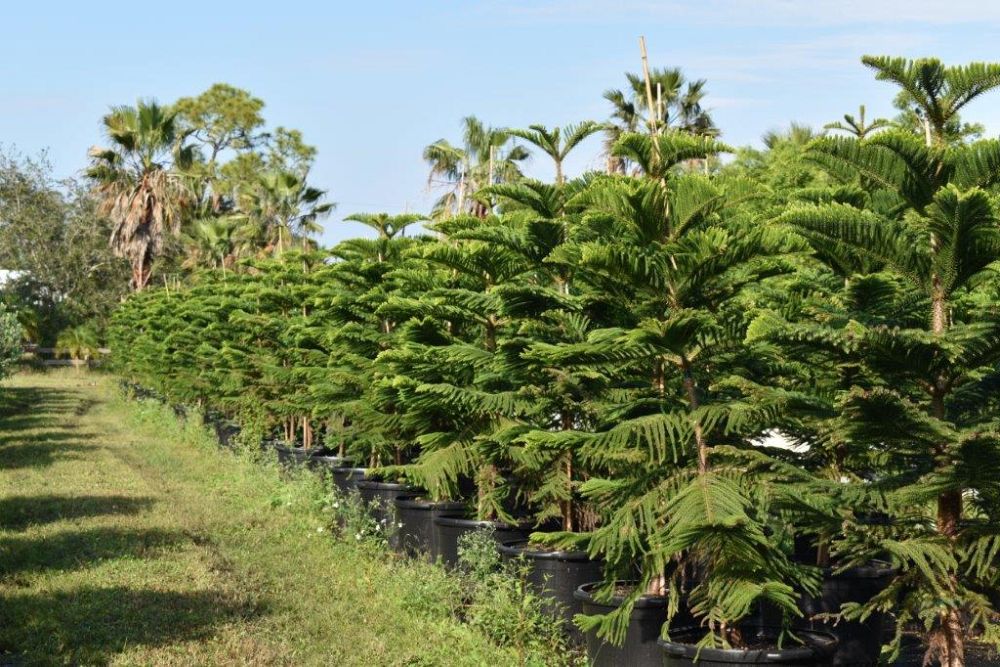 araucaria-heterophylla-norfolk-island-pine-araucaria-excelsa