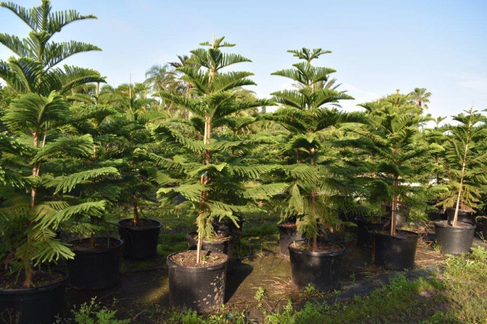 araucaria-heterophylla-norfolk-island-pine-araucaria-excelsa