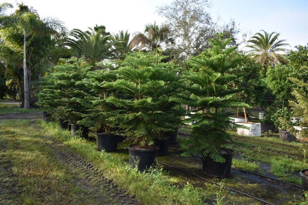 araucaria-heterophylla-norfolk-island-pine-araucaria-excelsa