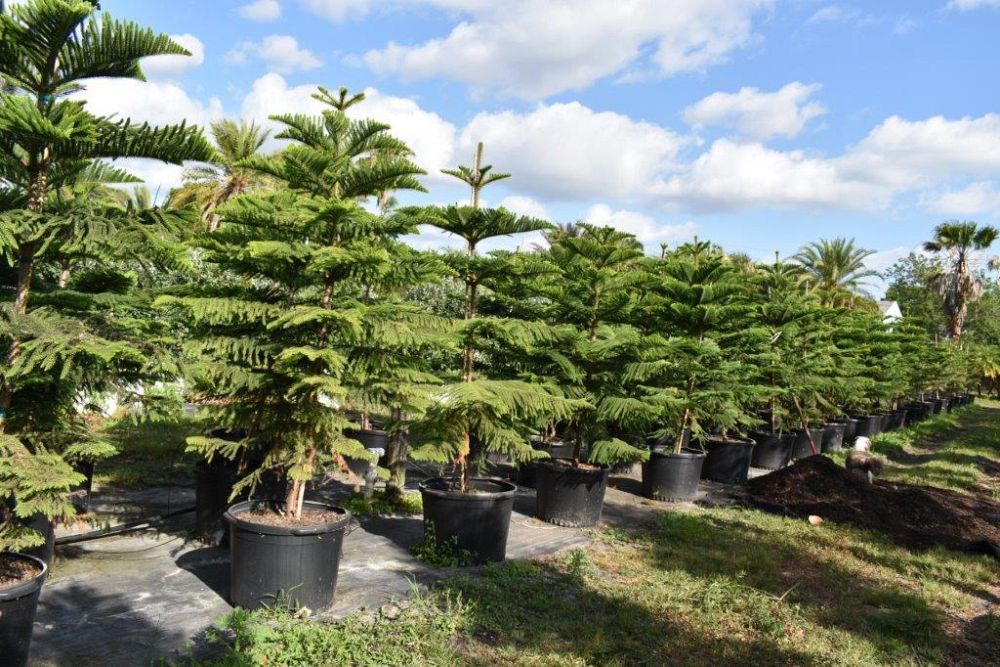 araucaria-heterophylla-norfolk-island-pine-araucaria-excelsa