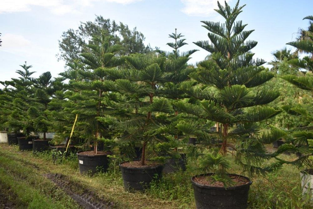 araucaria-heterophylla-norfolk-island-pine-araucaria-excelsa