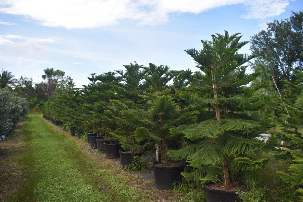 araucaria-heterophylla-norfolk-island-pine-araucaria-excelsa