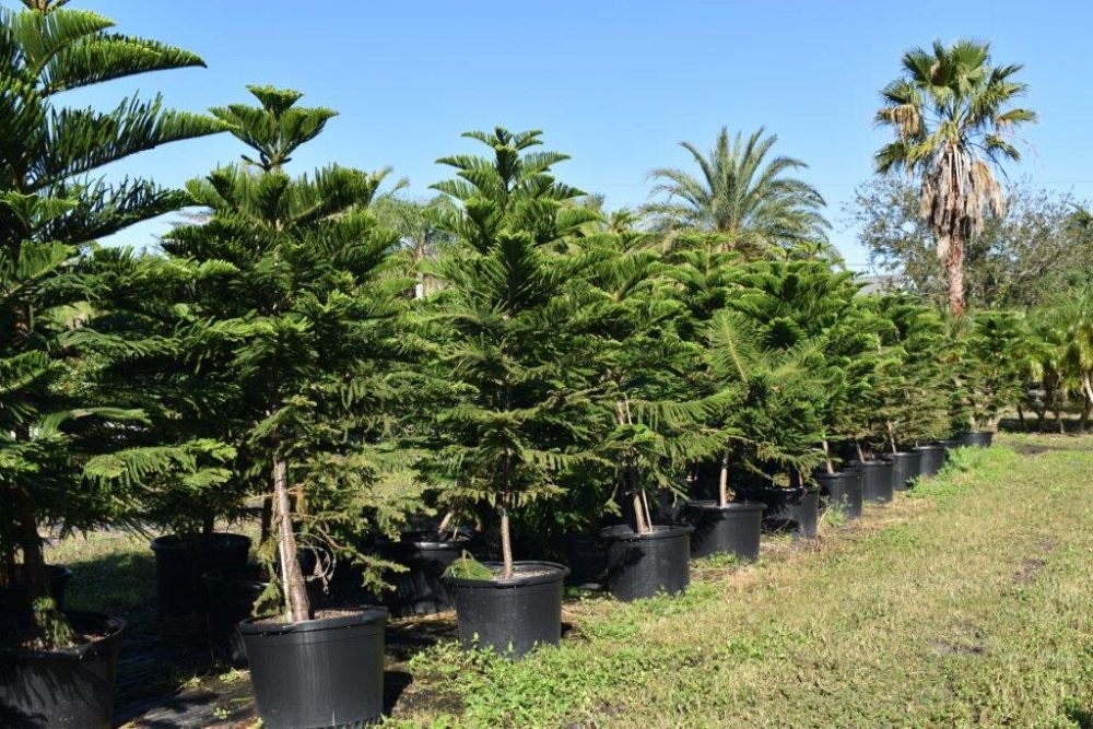 araucaria-heterophylla-norfolk-island-pine-araucaria-excelsa