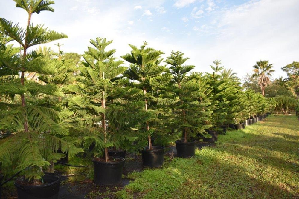 araucaria-heterophylla-norfolk-island-pine-araucaria-excelsa