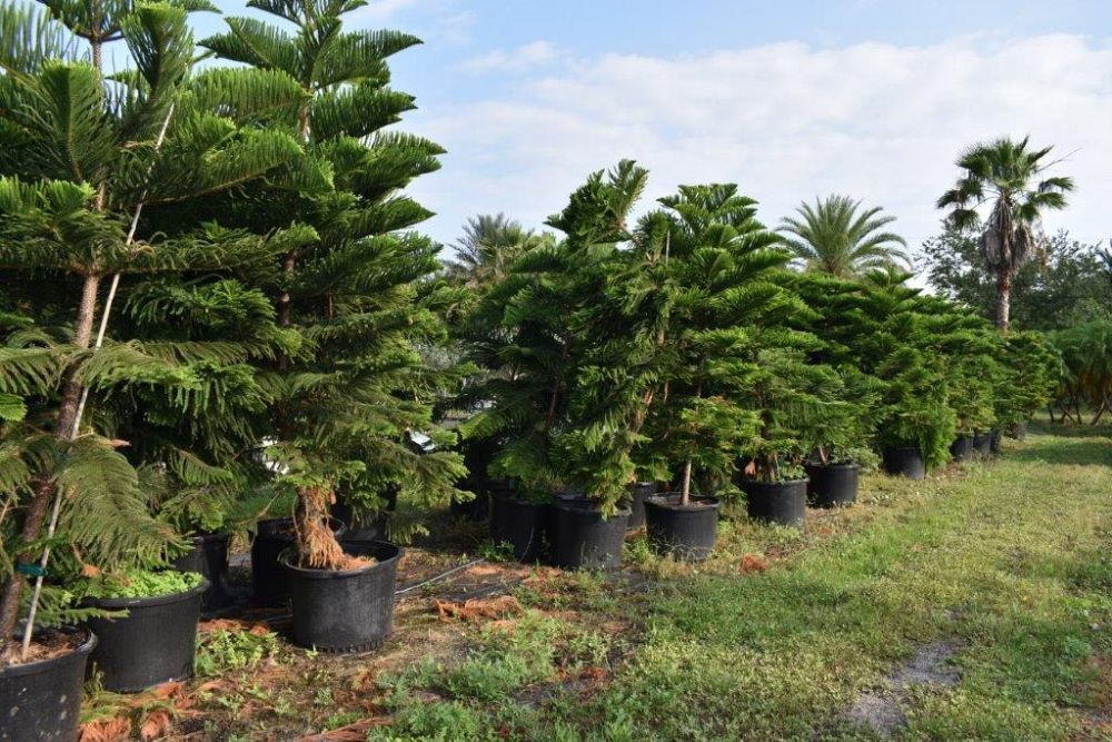 araucaria-heterophylla-norfolk-island-pine-araucaria-excelsa