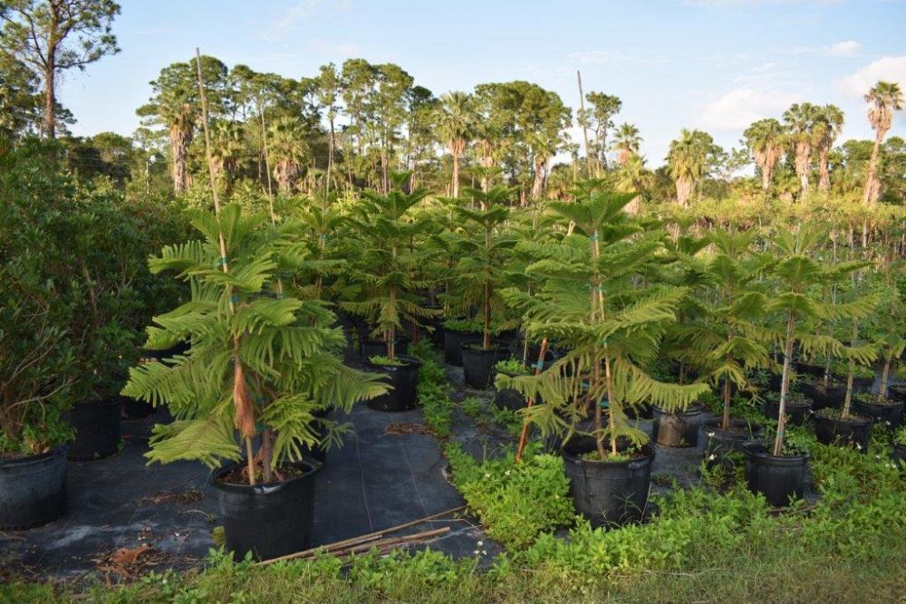 araucaria-heterophylla-norfolk-island-pine-araucaria-excelsa