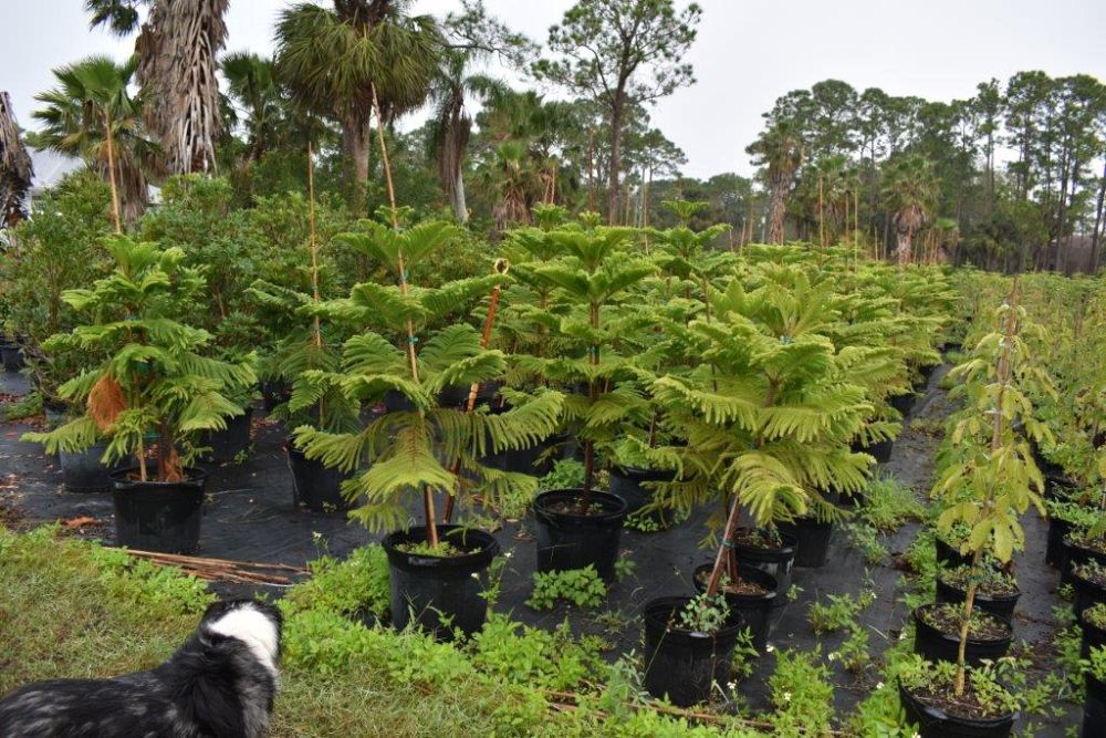 araucaria-heterophylla-norfolk-island-pine-araucaria-excelsa