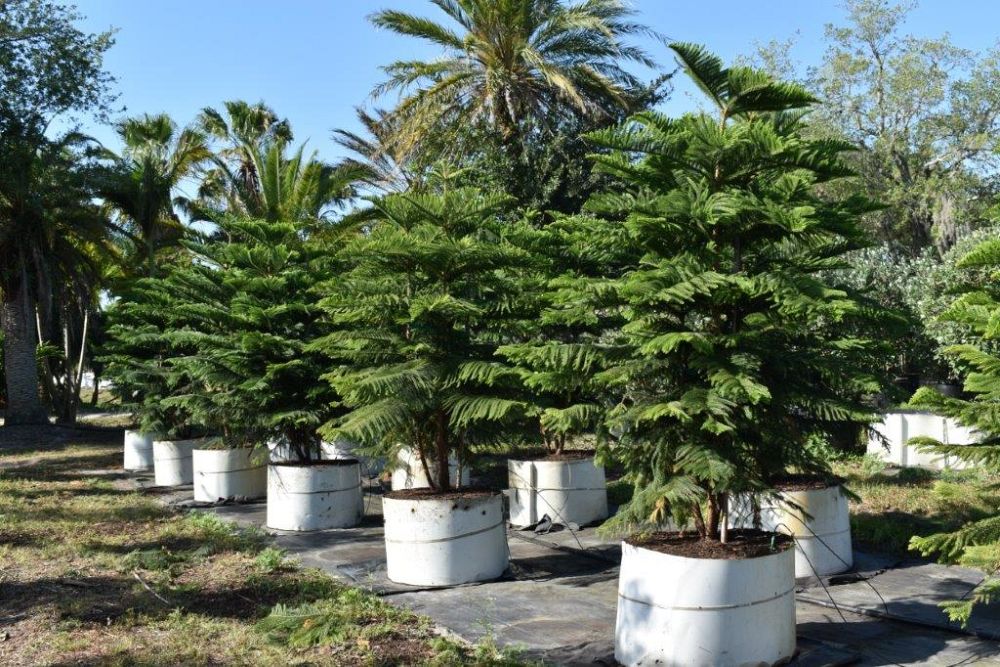 araucaria-heterophylla-norfolk-island-pine-araucaria-excelsa