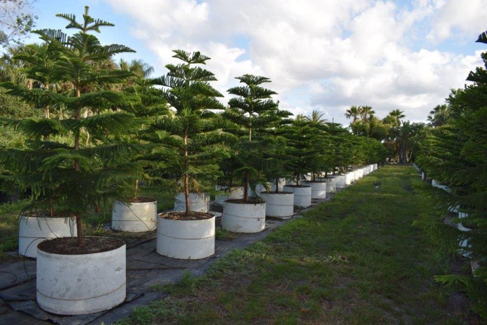 araucaria-heterophylla-norfolk-island-pine-araucaria-excelsa
