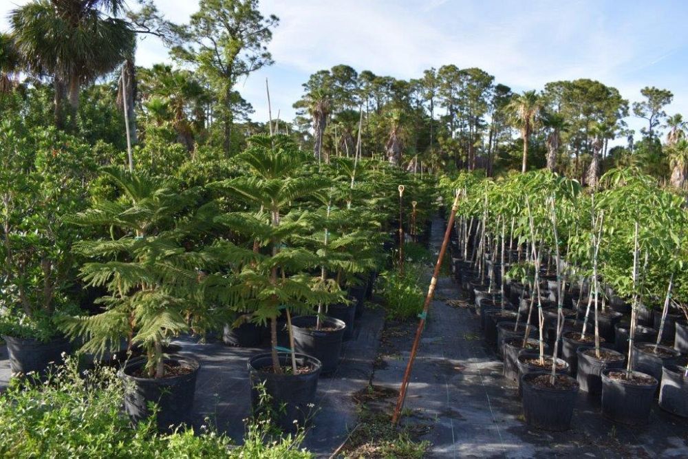araucaria-heterophylla-norfolk-island-pine-araucaria-excelsa