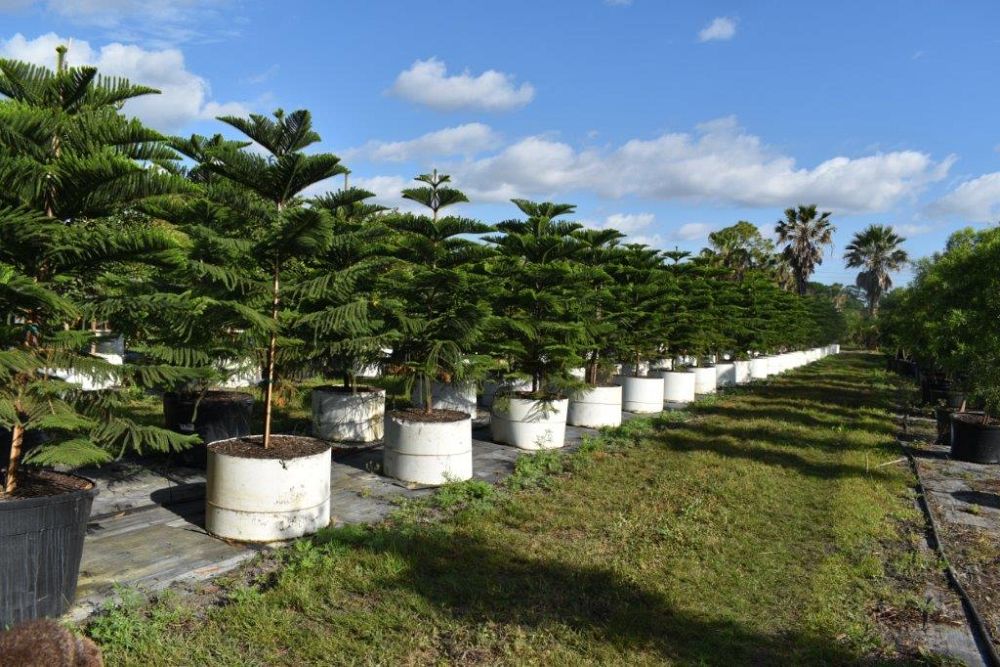 araucaria-heterophylla-norfolk-island-pine-araucaria-excelsa