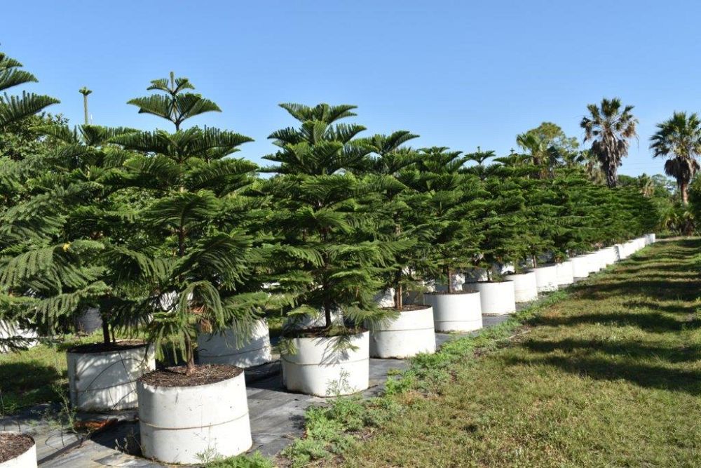 araucaria-heterophylla-norfolk-island-pine-araucaria-excelsa