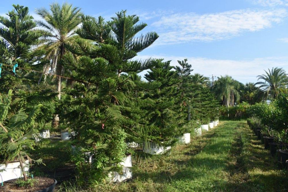 araucaria-heterophylla-norfolk-island-pine-araucaria-excelsa