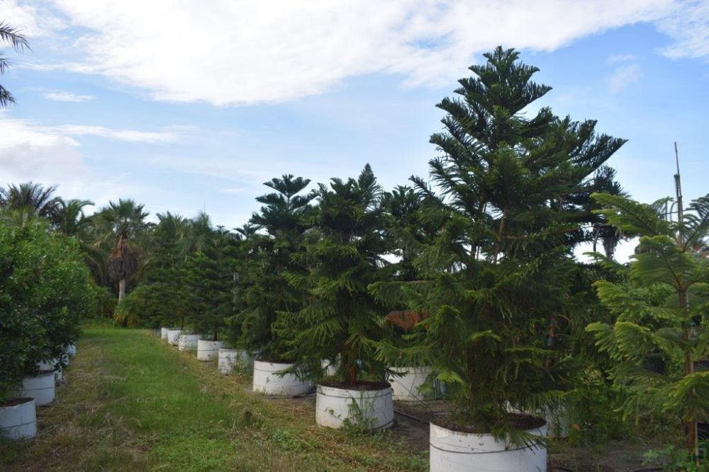 araucaria-heterophylla-norfolk-island-pine-araucaria-excelsa