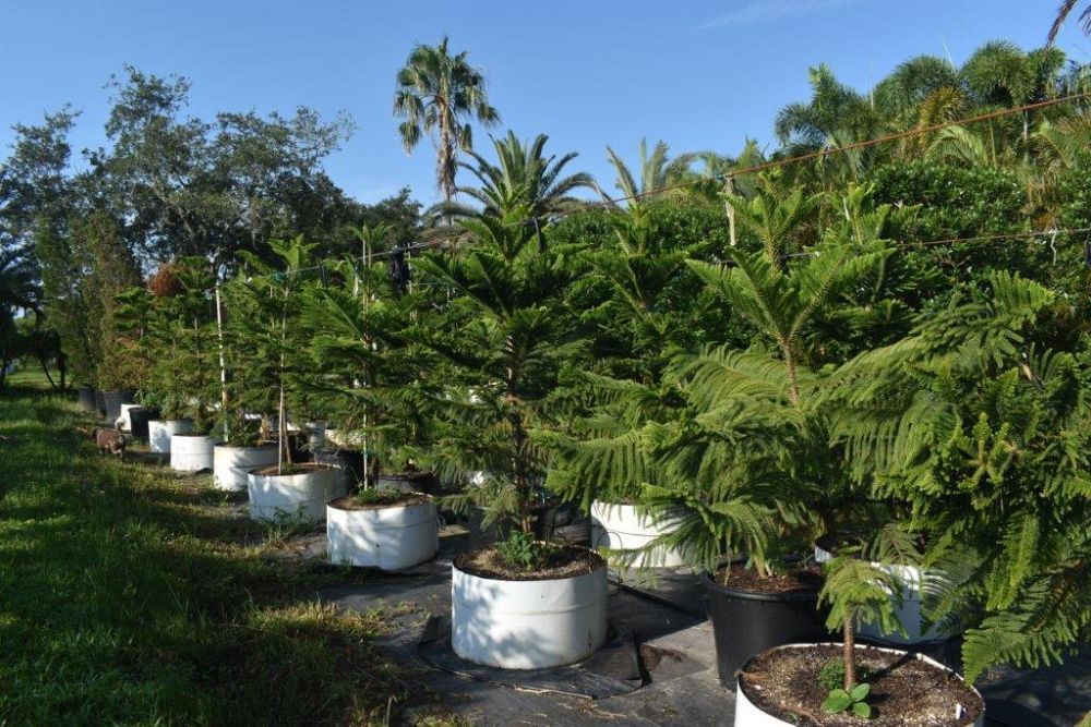 araucaria-heterophylla-norfolk-island-pine-araucaria-excelsa