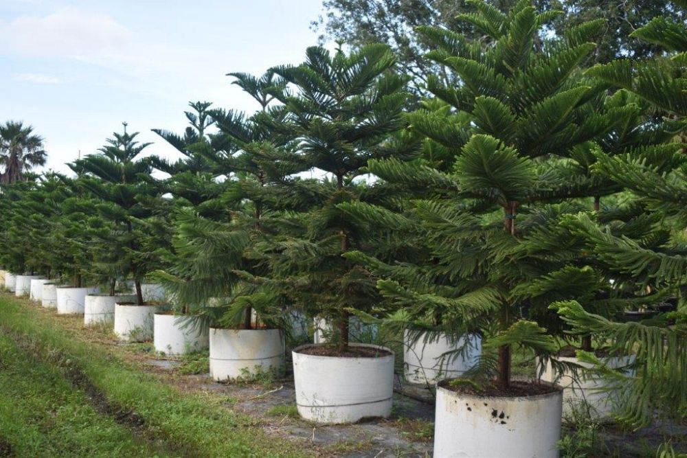 araucaria-heterophylla-norfolk-island-pine-araucaria-excelsa