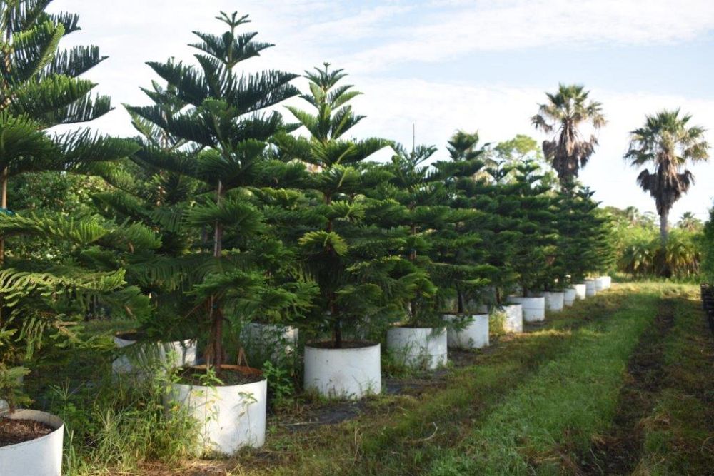 araucaria-heterophylla-norfolk-island-pine-araucaria-excelsa