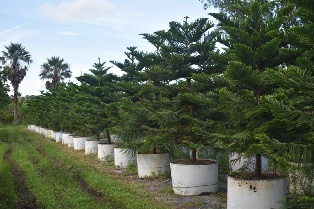 araucaria-heterophylla-norfolk-island-pine-araucaria-excelsa