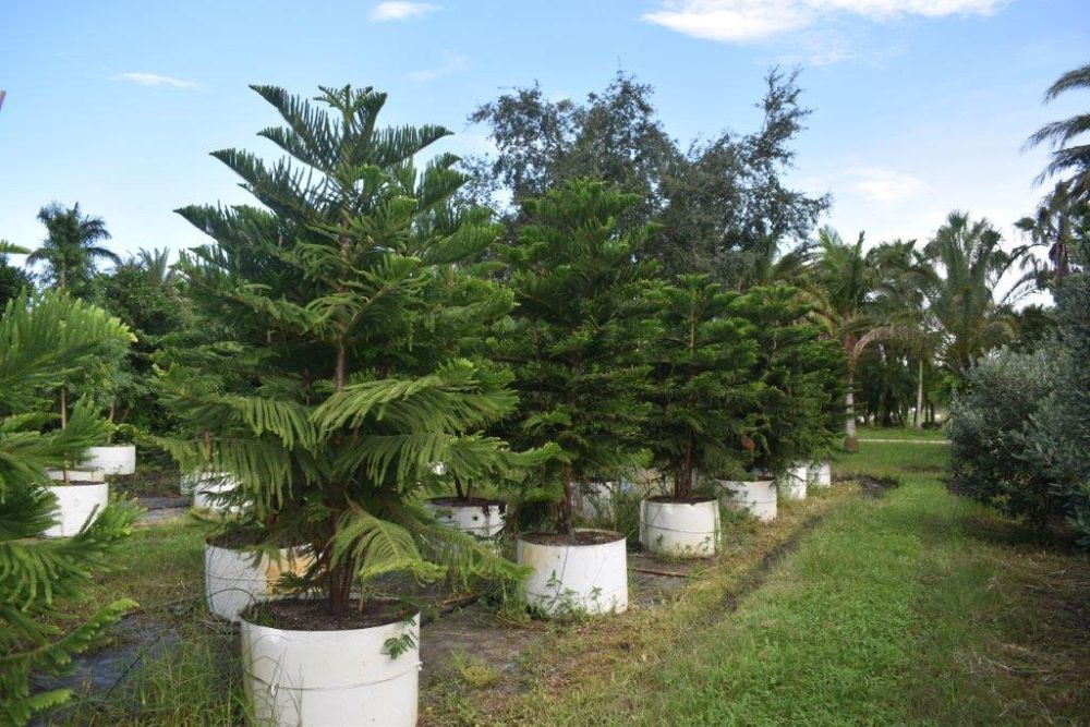 araucaria-heterophylla-norfolk-island-pine-araucaria-excelsa