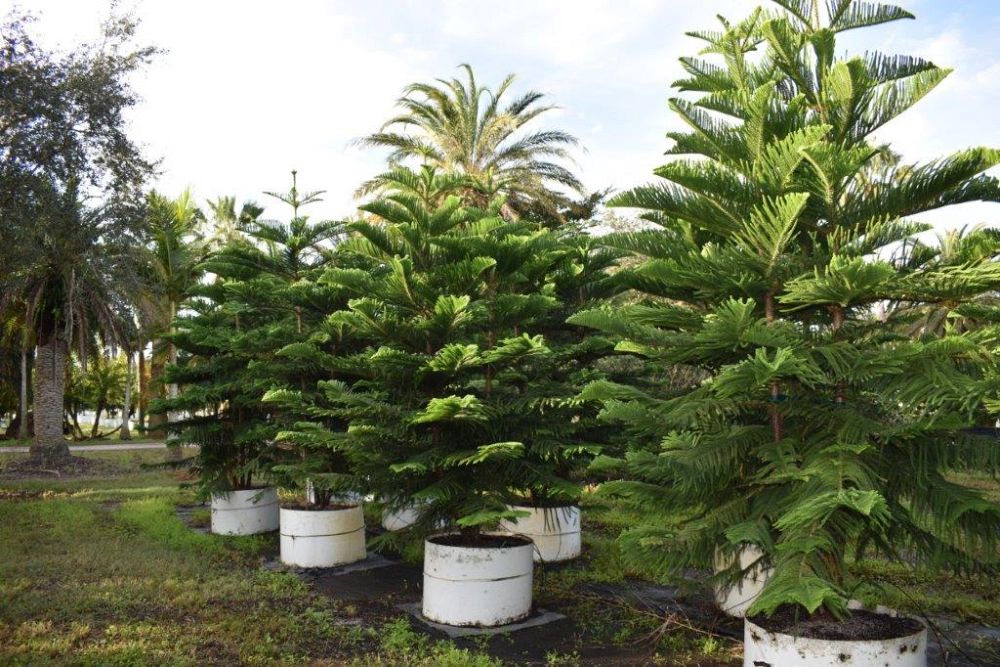 araucaria-heterophylla-norfolk-island-pine-araucaria-excelsa