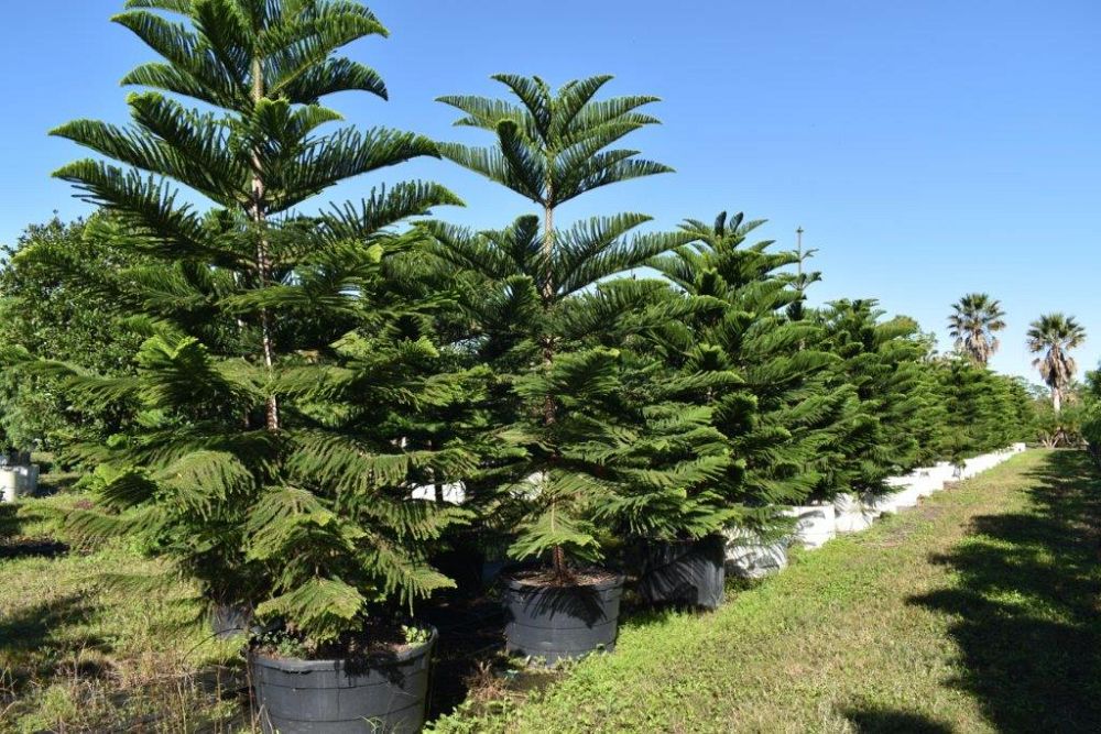 araucaria-heterophylla-norfolk-island-pine-araucaria-excelsa