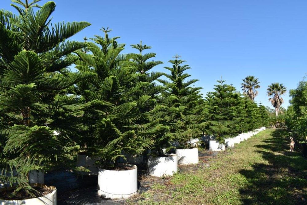 araucaria-heterophylla-norfolk-island-pine-araucaria-excelsa