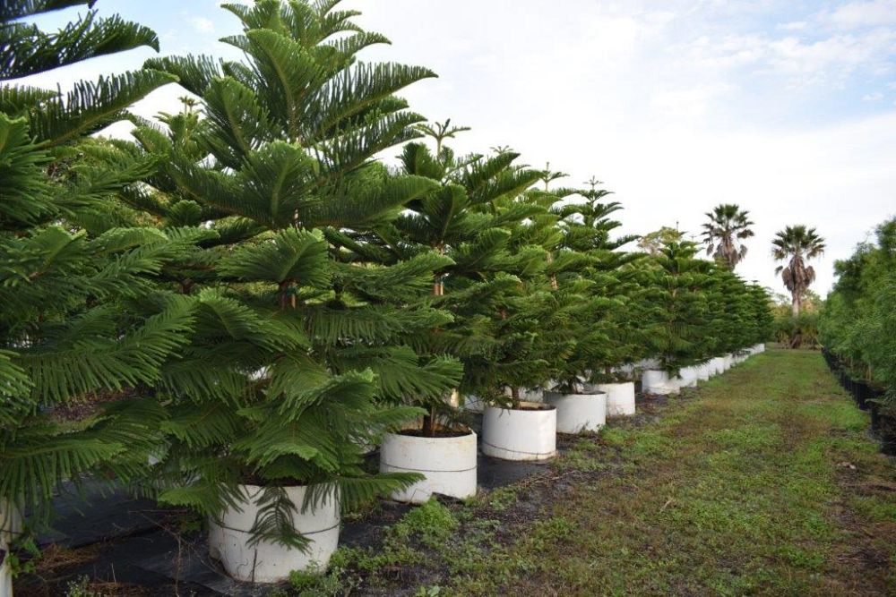 araucaria-heterophylla-norfolk-island-pine-araucaria-excelsa