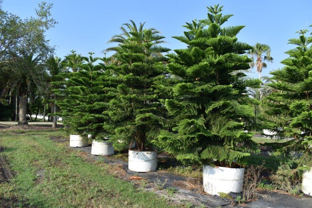 araucaria-heterophylla-norfolk-island-pine-araucaria-excelsa