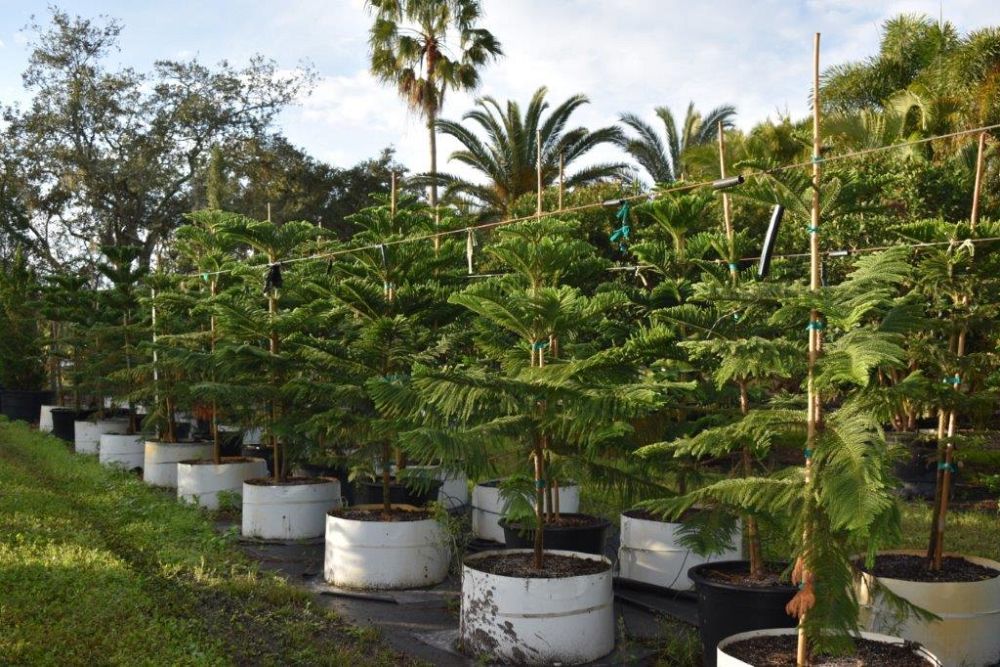araucaria-heterophylla-norfolk-island-pine-araucaria-excelsa
