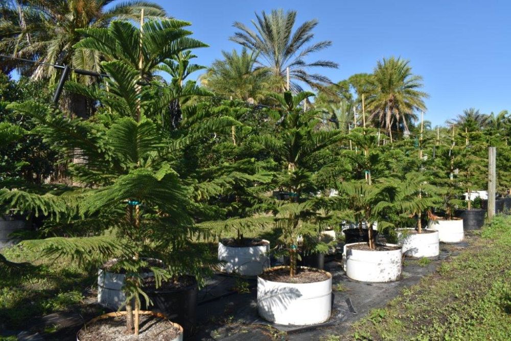 araucaria-heterophylla-norfolk-island-pine-araucaria-excelsa