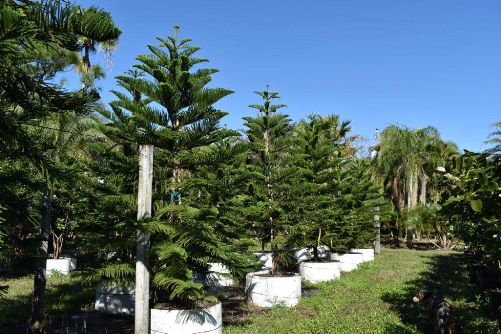 araucaria-heterophylla-norfolk-island-pine-araucaria-excelsa