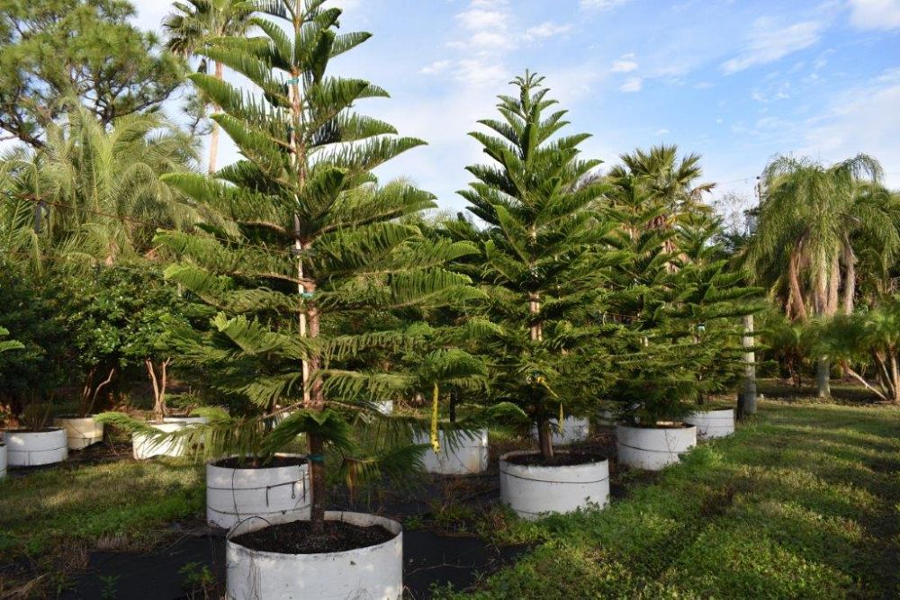araucaria-heterophylla-norfolk-island-pine-araucaria-excelsa