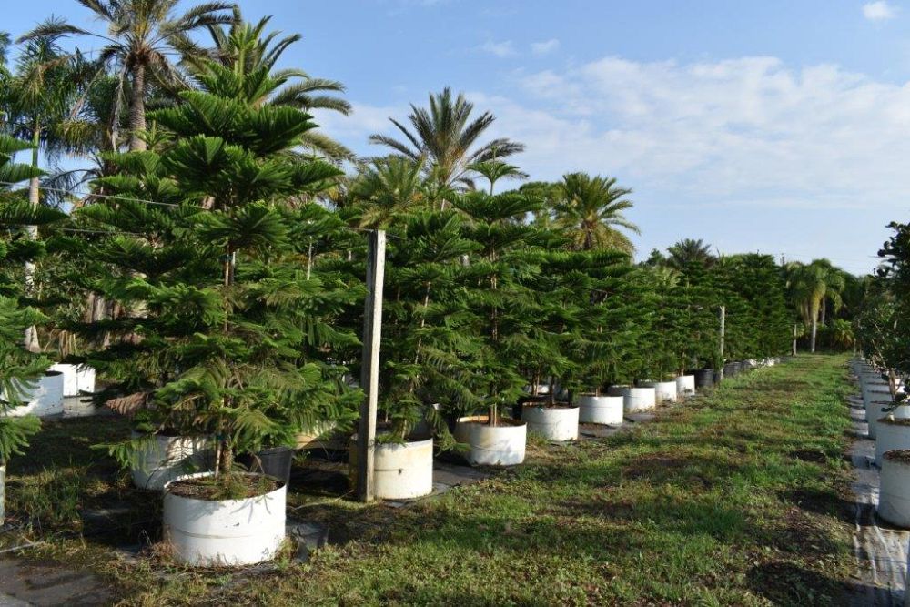 araucaria-heterophylla-norfolk-island-pine-araucaria-excelsa