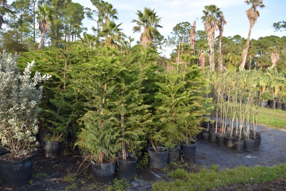 araucaria-heterophylla-norfolk-island-pine-araucaria-excelsa